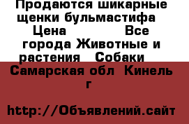 Продаются шикарные щенки бульмастифа › Цена ­ 45 000 - Все города Животные и растения » Собаки   . Самарская обл.,Кинель г.